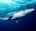 Blue shark under water